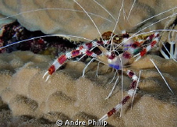 Banded coral shrimp in double pack by Andre Philip 